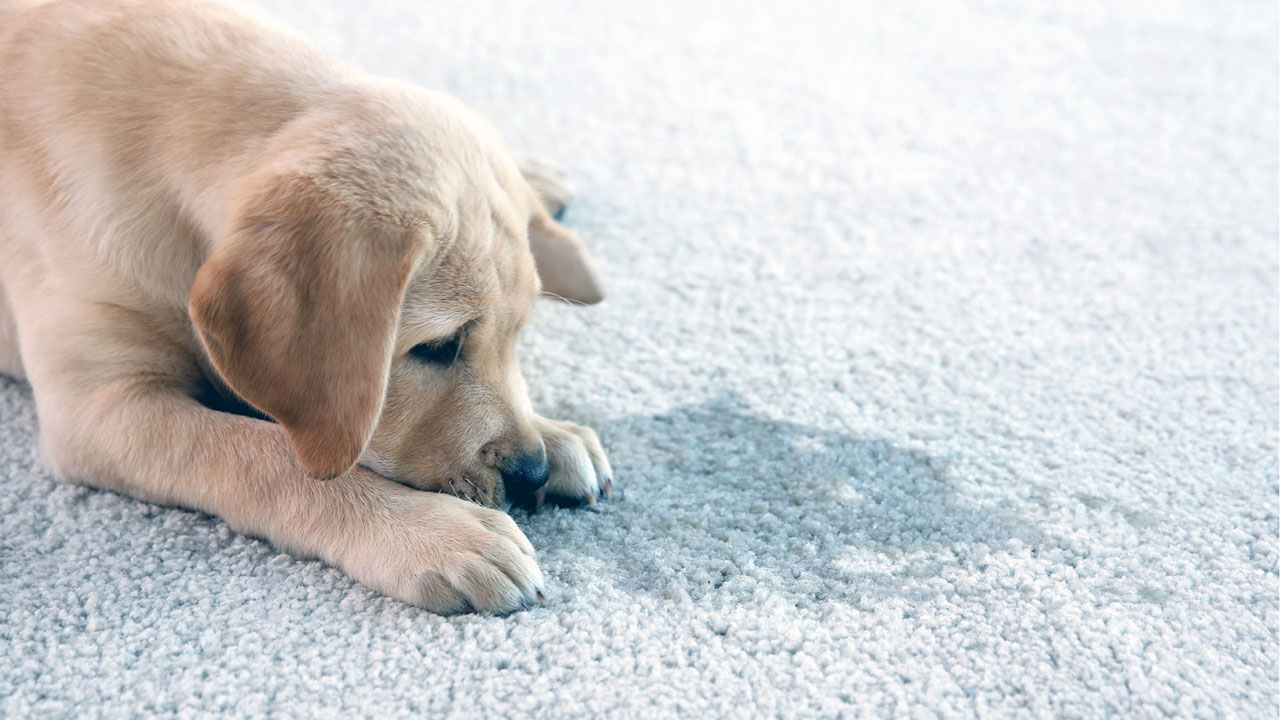 how to treat dog urine stains on carpet